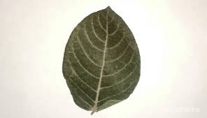 Neuracanthus sphaerostachyus leaf4.jpg